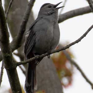 Katzenvogel