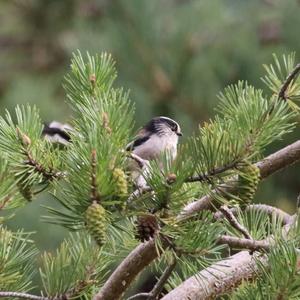 Long-tailed Tit