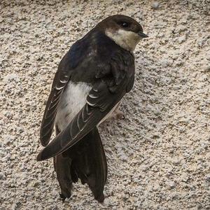 Northern House-martin