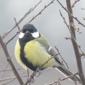 Great Tit