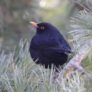 Amsel