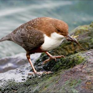 White-throated Dipper