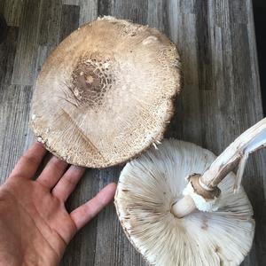 Parasol Mushroom