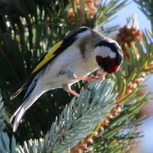 European Goldfinch