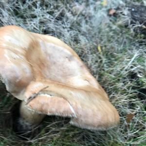 Unknown Species