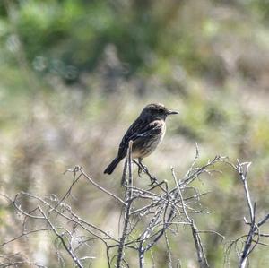 Europäisches Schwarzkehlchen