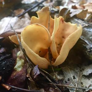 Lemon Peel Fungus