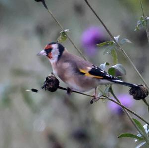 European Goldfinch