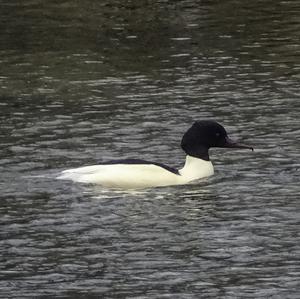 Common Merganser