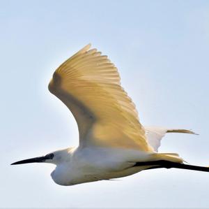 Little Egret