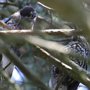 Spotted Nutcracker