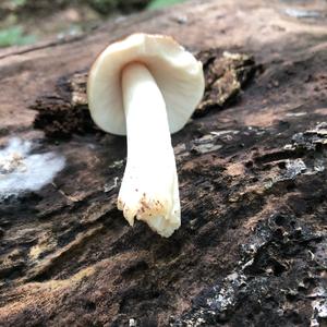 Fawn Mushroom