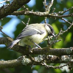 Great Tit