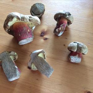 Scarlet-stemmed Bolete