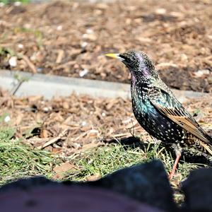 Common Starling