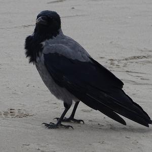Hooded Crow