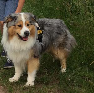 Australian Shepherd