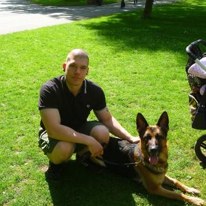 Deutscher Schäferhund