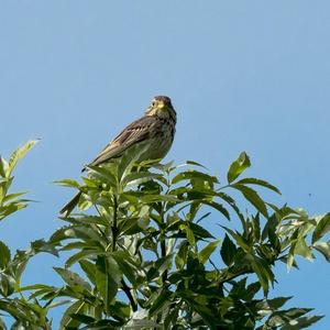 Corn Bunting