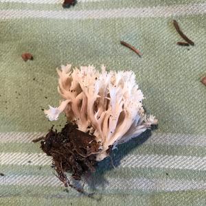 Ästiger Stachelbart