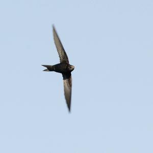 Common Swift
