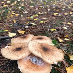Unknown Species