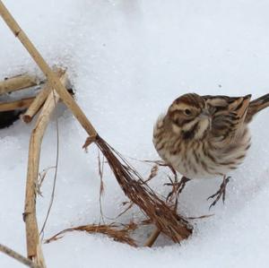 Reed Bunting
