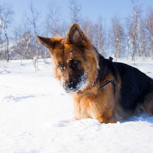 Deutscher Schäferhund