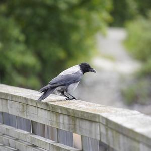 Hooded Crow