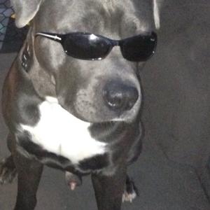 American Staffordshire Terrier