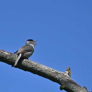 Blackcap