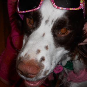 Spaniel (English Springer)