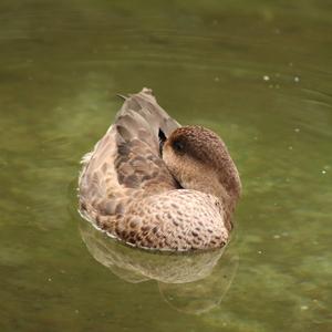Marbled Teal