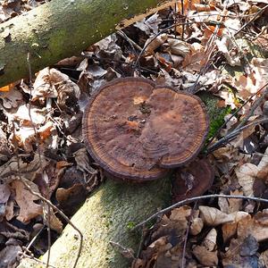 Unknown Species