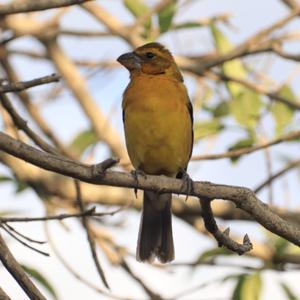 Schwarzschenkelkernknacker