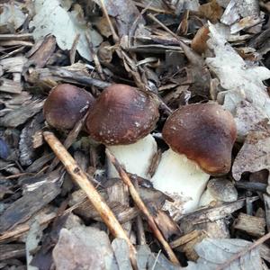 Wine-cap Stropharia