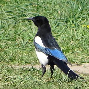 Black-billed Magpie