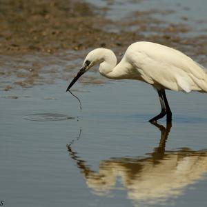Little Egret