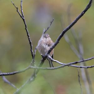 Eurasian Linnet