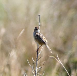 Zitting Cisticola