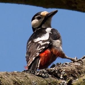 Great Spotted Woodpecker