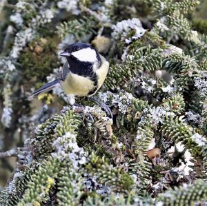 Great Tit
