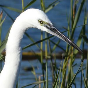 Little Egret
