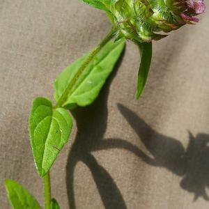 Selfheal (Common)