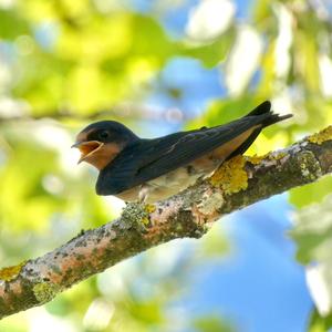 Barn Swallow
