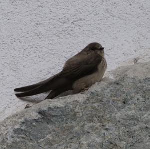 Felsenschwalbe