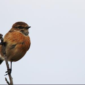 Europäisches Schwarzkehlchen