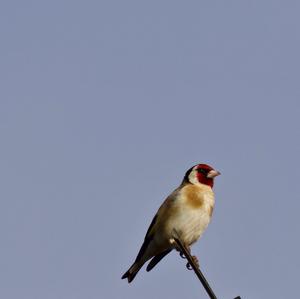 European Goldfinch