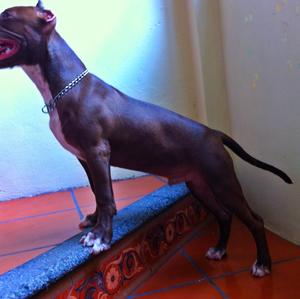 American Pit Bull Terrier