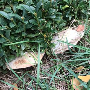 Unknown Species